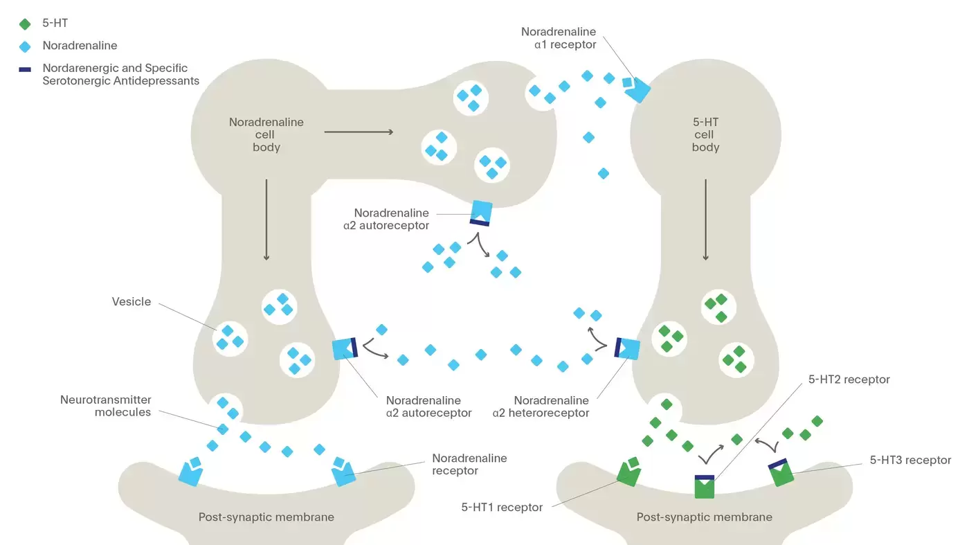 The mechanism of action of noradrenergic and specific serotonergic antidepressants