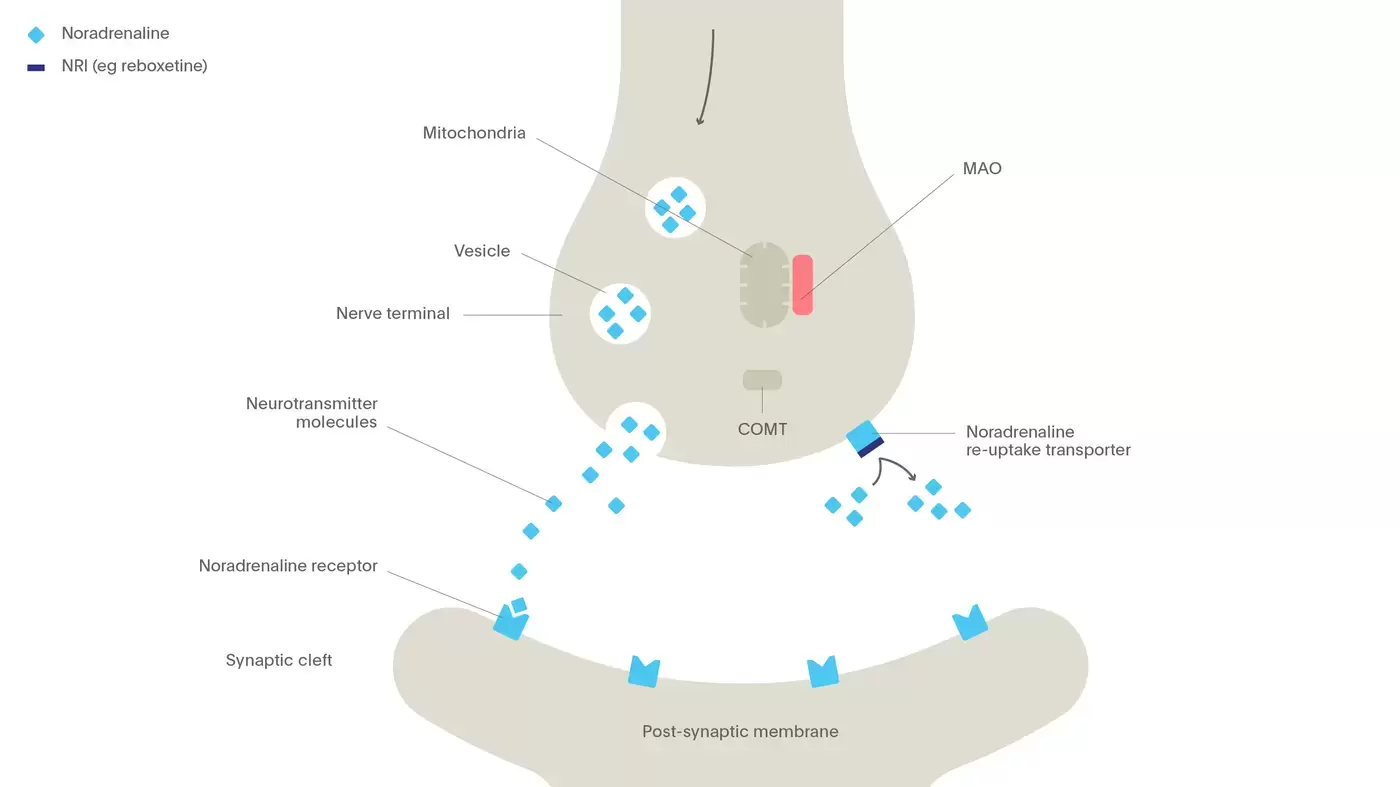 The mechanism of action of specific noradrenaline re-uptake inhibitors