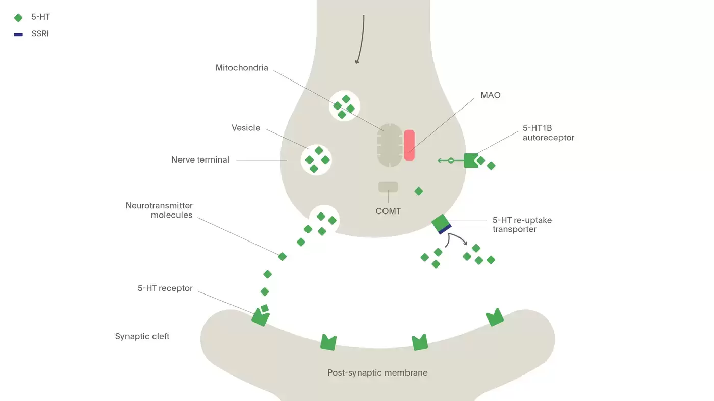 The mechanism of action of selective serotonin re-uptake inhibitors (SSRIs)