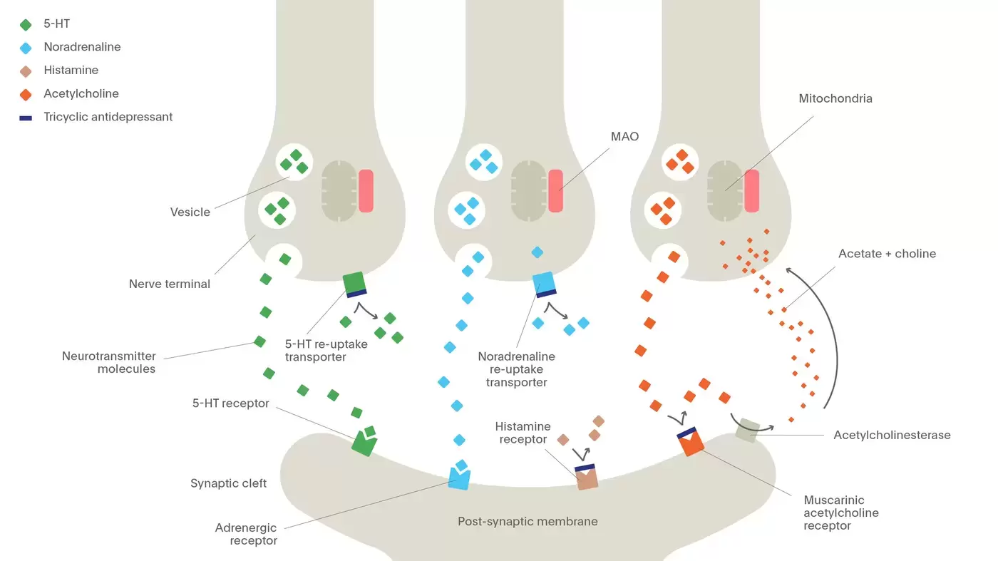 The mechanism of action of tricyclic antidepressants (TCAs)