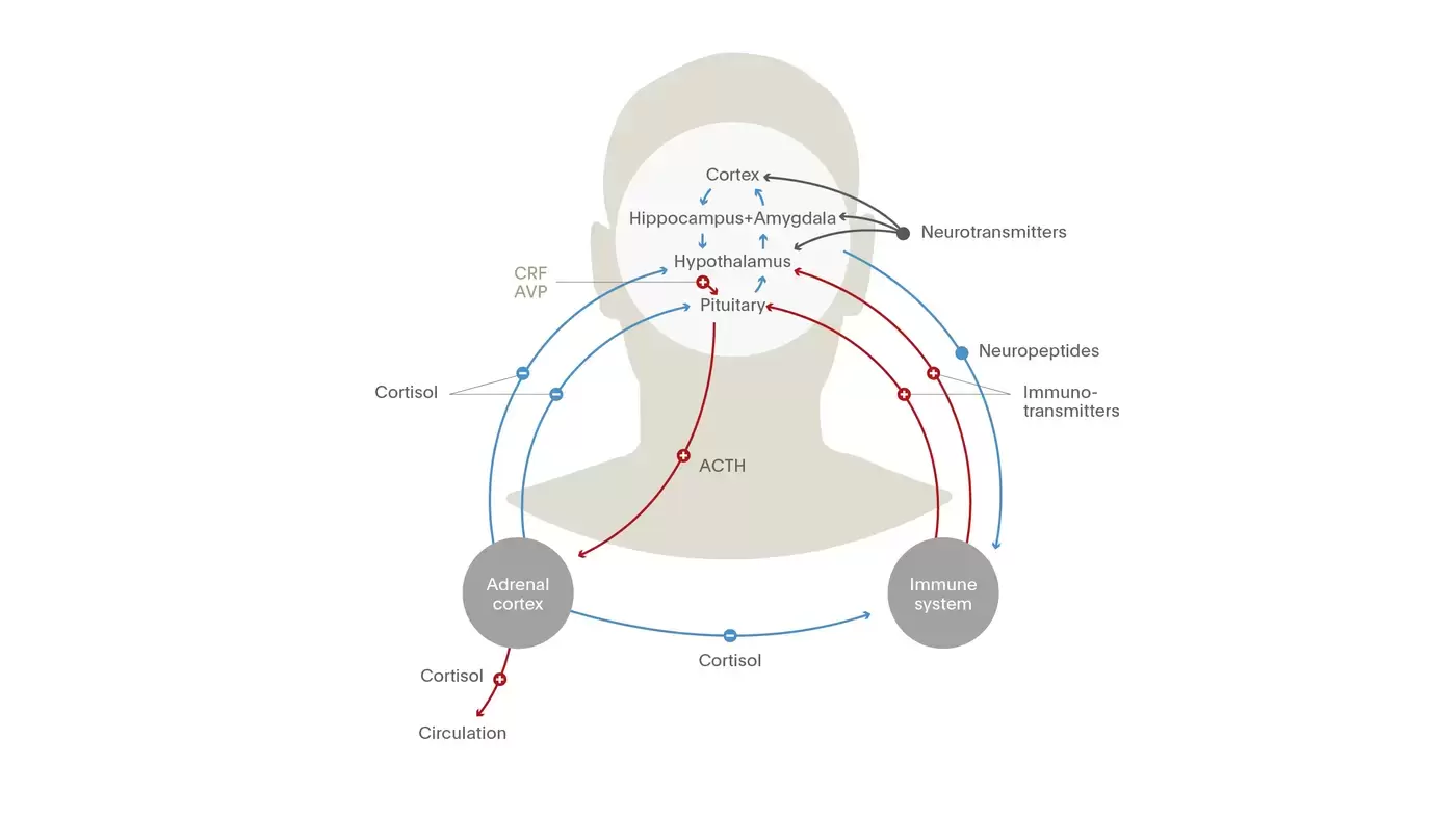 The hypothalamic-pituitary-adrenal (HPA) axis