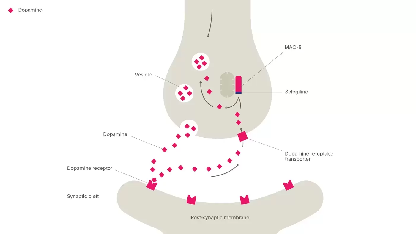 The mechanism of action of monoamine oxidase B inhibitors