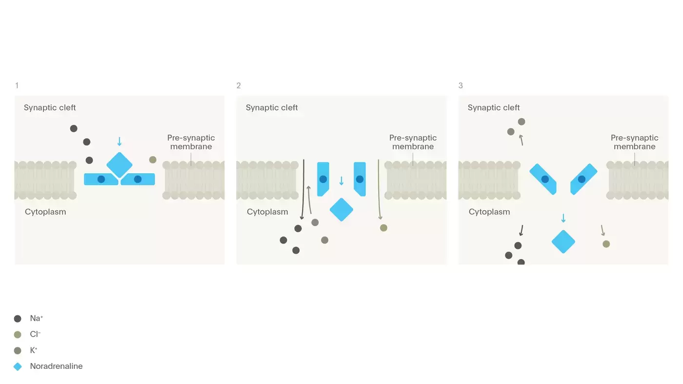 Mechanism of action of noradrenaline transporter