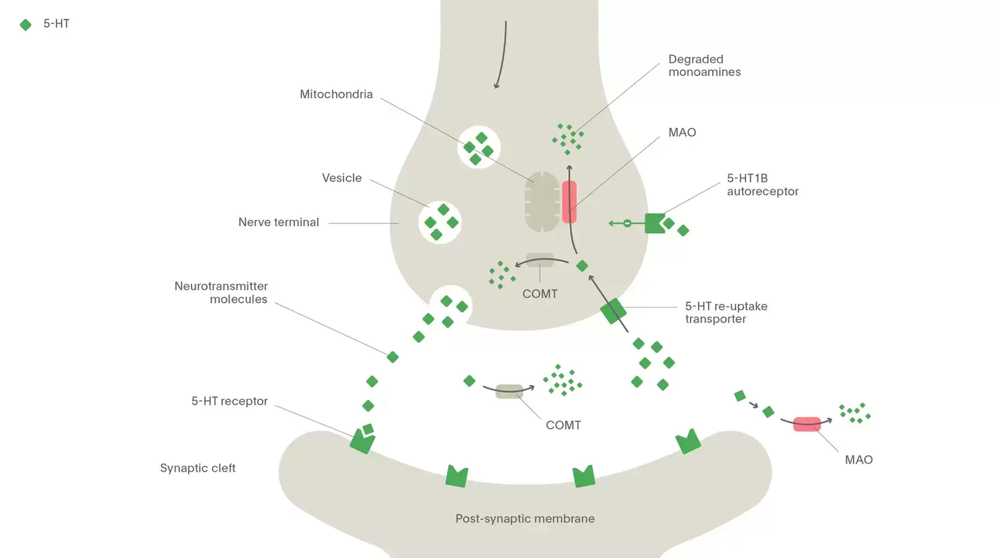 The normal process of 5-HT synaptic activity