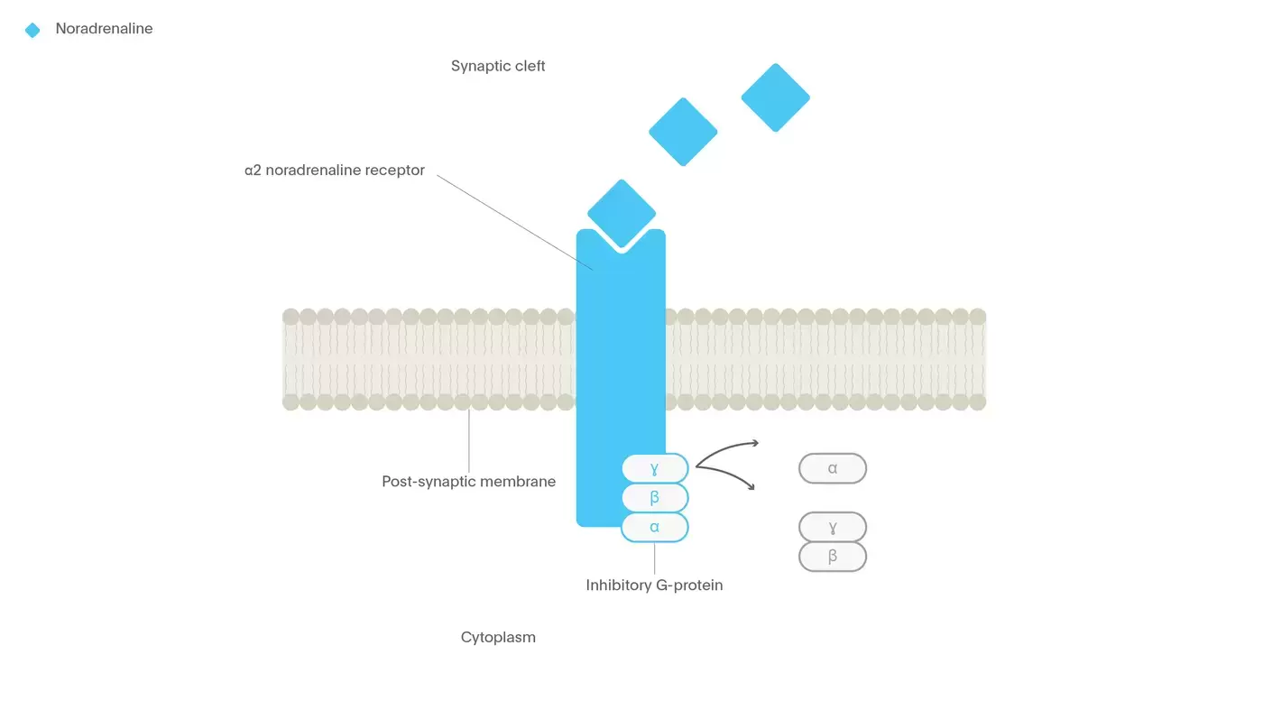 Noradrenaline a2 adrenergic receptor